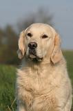 GOLDEN RETRIEVER 1044